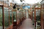Skt_Naturw_Museen_Zoologisches_M_Universität_Klausenburg